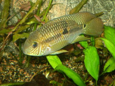 Aequidens metae