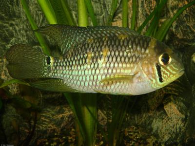 Aequidens metae