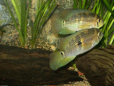 Aequidens metae