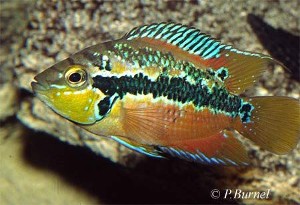 Nandopsis salvivni