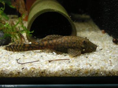 Ancistrus sp. Rio Paraguay