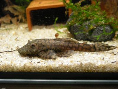 Ancistrus sp. Rio Paraguay