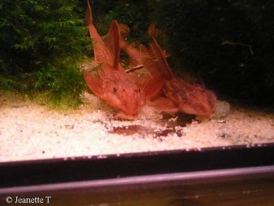 Rineloricaria sp. L010A