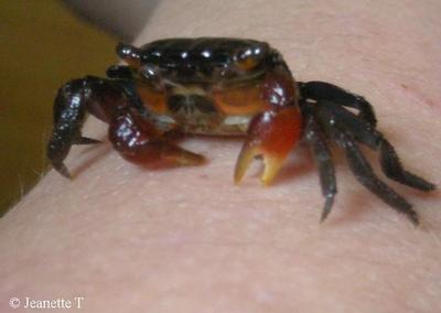 Pseudosesarma moeshi