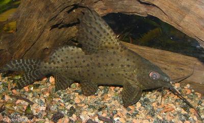 Synodontis eupterus