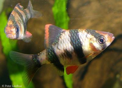 Naturvariant