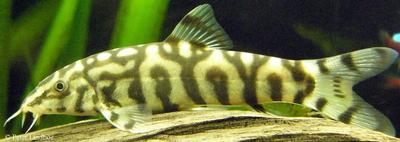 Botia almorhae