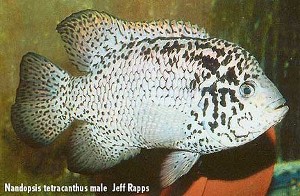 nandopsis tetracanthus han
