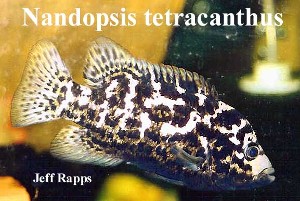 nandopsis tetracanthus hun