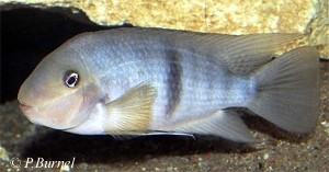 Neetroplus nematopus