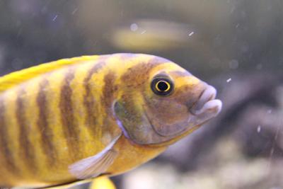 Maylandia sp. "zebra gold"