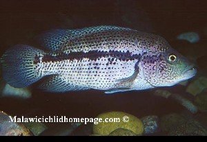 Parachromis dovii