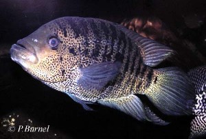 Parachromis friedrichsthalii
