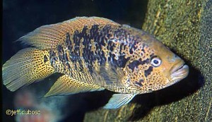Parachromis friedrichsthalii