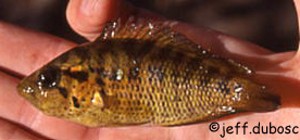 Parachromis friedrichsthalii, Rio Ixlù , Guatemala