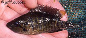 Parachromis friedrichsthalii, Rio Naranjo , Guatemala