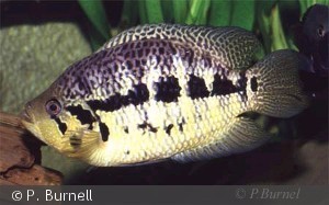 Parachromis loisellei