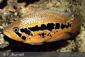 Parachromis loisellei