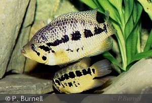 Parachromis loisellei