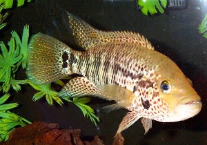 Motaguense Han