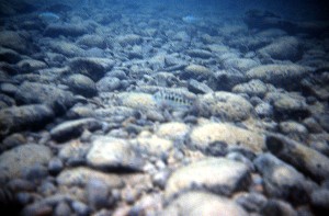 Theraps coeruleus i Rio Tuilja, Mexico