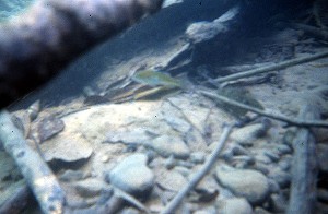 Theraps coeruleus i Rio Tuilja, Mexico