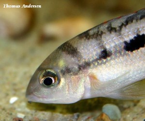 Theraps coeruleus - profil