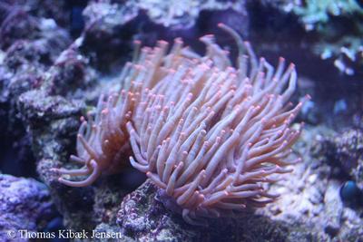 Heteractis sp.