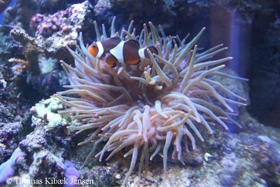 Heteractis sp. og Amphiprion ocellaris