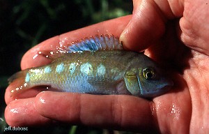 Theraps coeruleus Rio Tuilja
