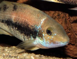 Theraps irregularis