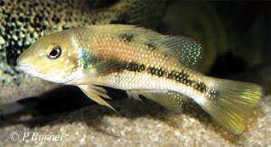 Theraps irregularis