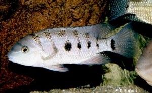 Theraps lentiginosus