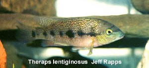 Theraps lentiginosus