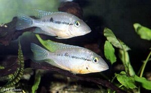 Thorichthys affinis