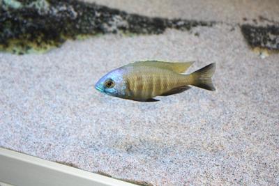 Placidochromis sp. "Mbamba Bay" Blue Gold