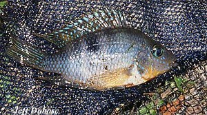 Thorichthys affinis