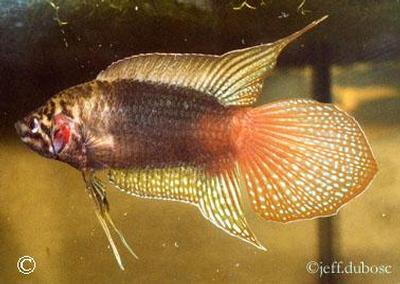Macropodus ocellatus