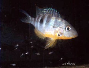 Thorichthys affinis