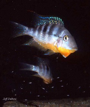 Thorichthys affinis