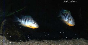 Thorichthys affinis