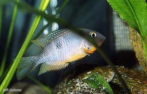 Thorichthys affinis