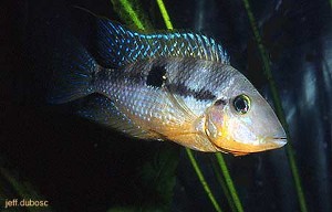Thorichthys affinis han