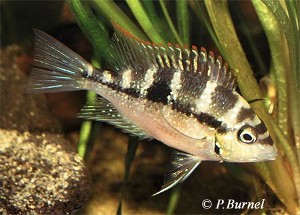 Thorichthys aureus - hun