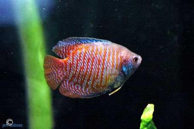 Naturvariant.