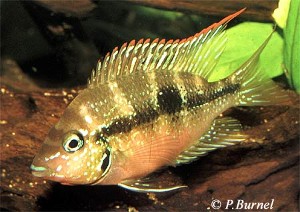 Thorichthys aureus