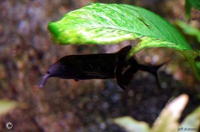 Gnathonemus petersii