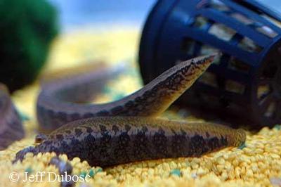 Macrognathus circumcinctus