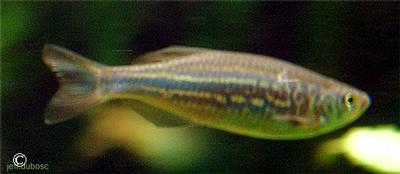 Devario aequipinnatus