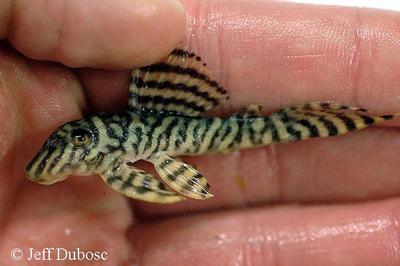 Hypancistrus sp. L401, Alenquer